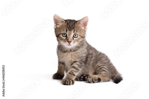 Young gray cat sitting on a wite background