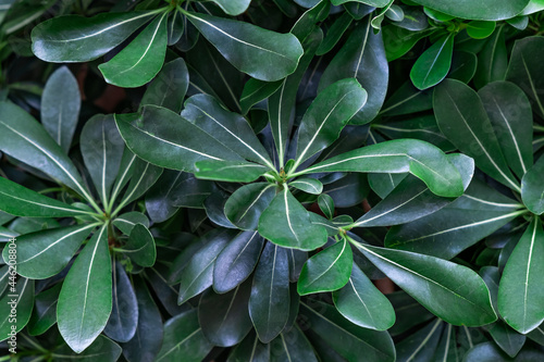 Dark green foliage plant leaves texture background floral