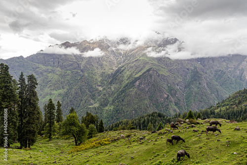 landscape view of green himalyan mountains.