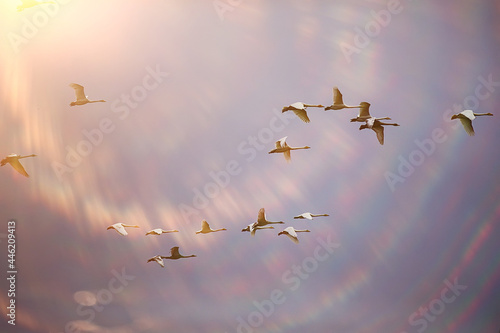 flock of swans in flight against the sky, wildlife group of birds migration © kichigin19