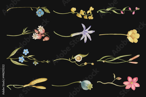 Colorful flower flourish divider vector design element set, remix from The Model Book of Calligraphy Joris Hoefnagel and Georg Bocskay
