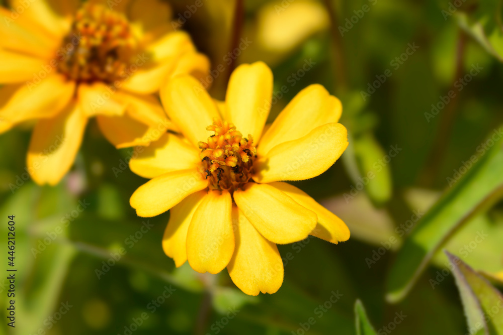 Common zinnia Common zinnia