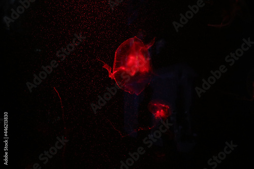 Fototapeta Naklejka Na Ścianę i Meble -  red jelly fish