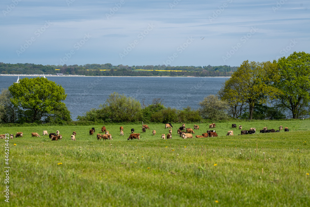 Braune Rinder auf einer Wiese an der Ostsee Braune Rinder auf einer Wiese an der Ostsee