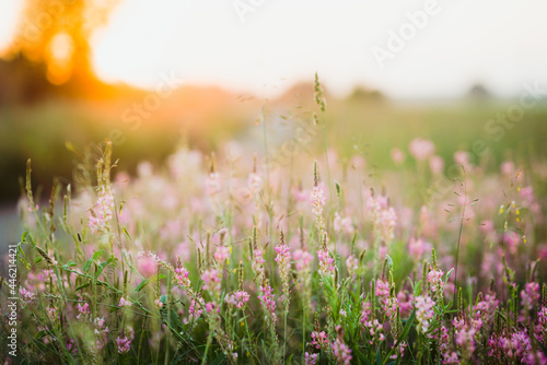 Beautiful Meadow with wild pink flowers over sunset sky. Field background with sun flare. Selective focus.
