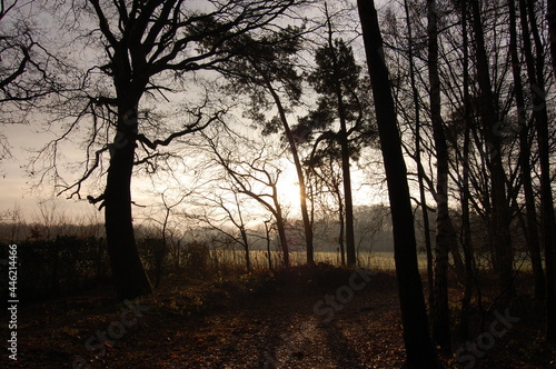 Schiefe Bäume am Morgen