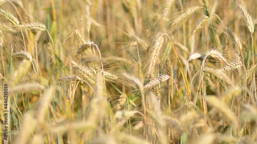 Fototapeta premium Golden wheat field and sunny day.