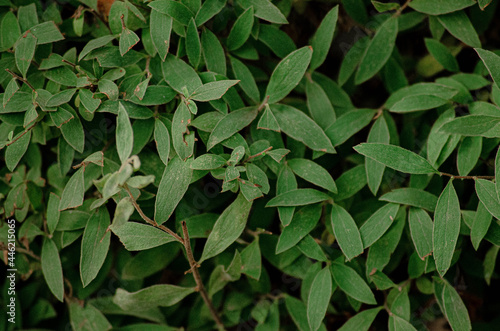 leaves close-up