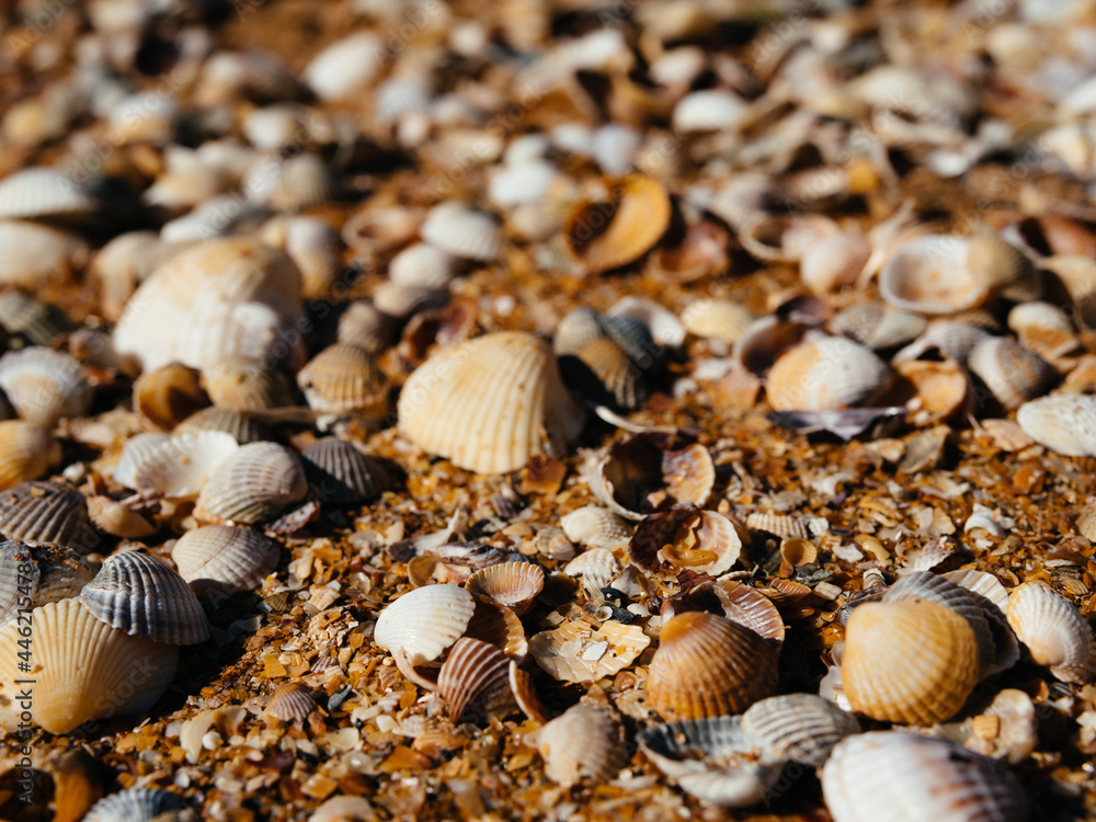 beach seashells ocean landscape close up
