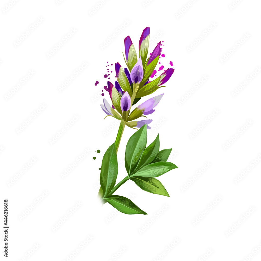 Yashtimadhu - Glycyrrhiza glabra ayurvedic herb, blossom. digital art illustration with text isolated on white. Healthy organic spa plant used in treatment, preparation medicines for natural usages. Yashtimadhu - Glycyrrhiza glabra ayurvedic herb, blossom. digital art illustration with text isolated on white. Healthy organic spa plant used in treatment, preparation medicines for natural usages.