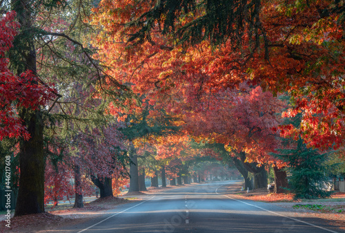 Many colours of autumn trees looking through the avenue © jodie777