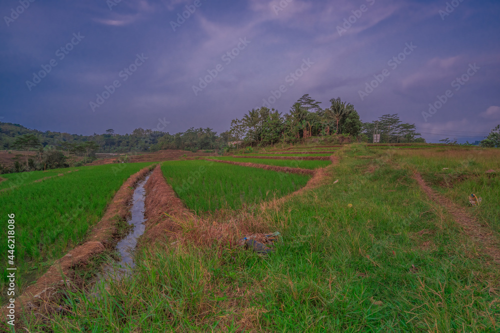 green rice fields in the afternoon green rice fields in the afternoon