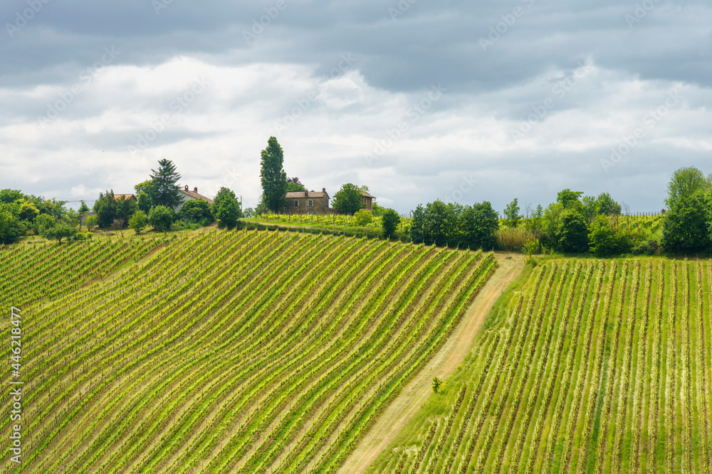 Vineyards in Oltrepo Pavese, italy, at springtime