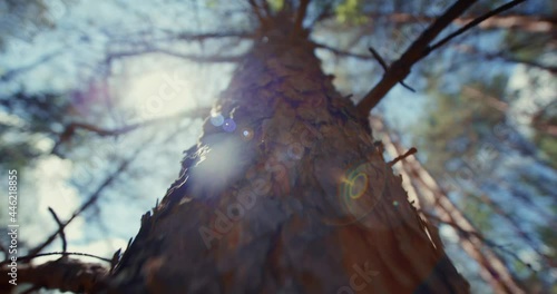 A large pine tree, looking into the sky, the sun's rays are breaking through. The camera slides down. Forestry, pine forests. The lungs of the planet, the ecological situation.