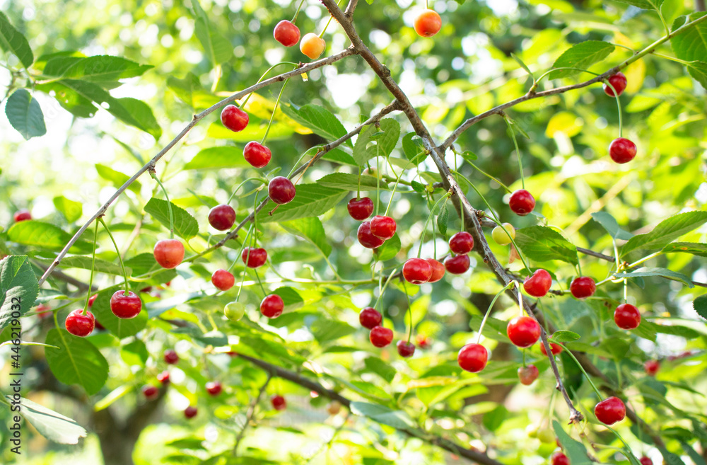 Ripe cherries hanging from a cherry tree branch. Sunlight on fruits in a cherry orchard.