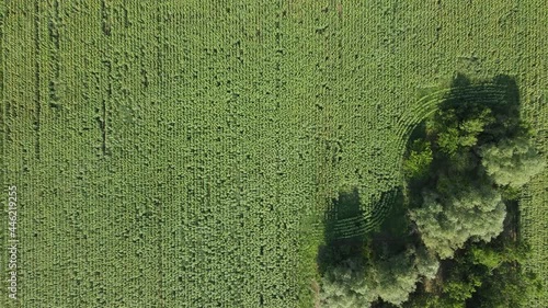 Aerial view of landscape sunflower field village of Boshulya, Pazardzhik region, Bulgaria photo