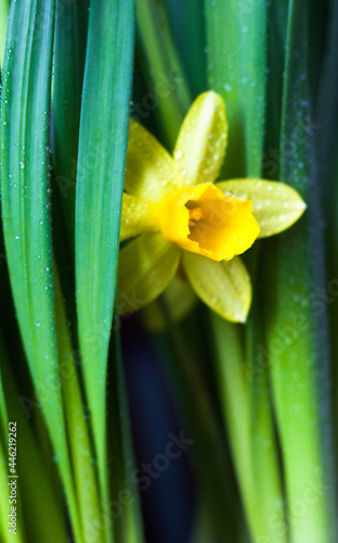 Yellow Narcissus flower
