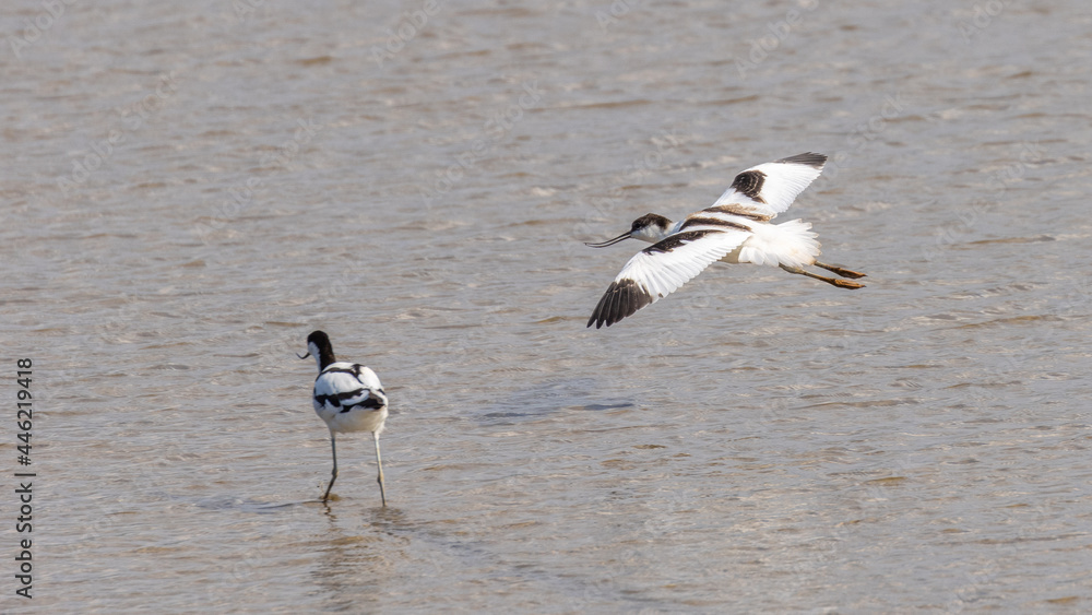 A beautiful pair of Avocets, wading birds, in water A beautiful pair of Avocets, wading birds, in water