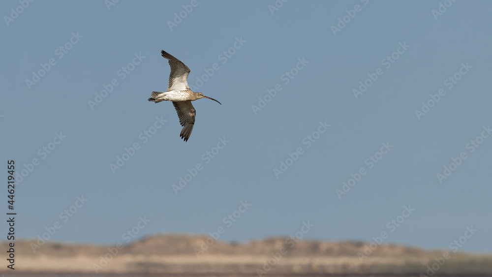 A single Curlew wading bird in flight above coastline A single Curlew wading bird in flight above coastline
