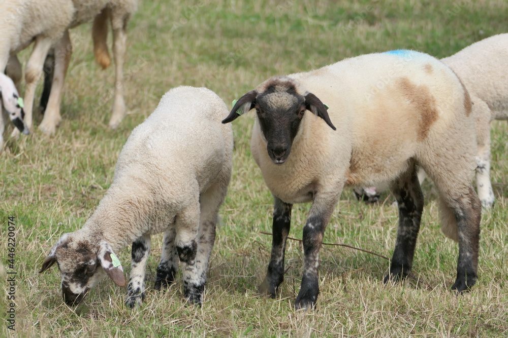 Sheep and lambs grazing in a pasture in summer Sheep and lambs grazing in a pasture in summer