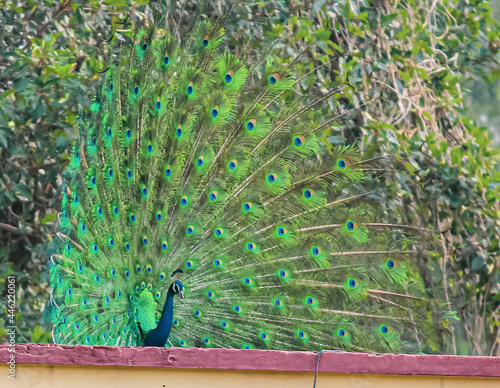 peacock dancing with feathers out in the moonsoon photo