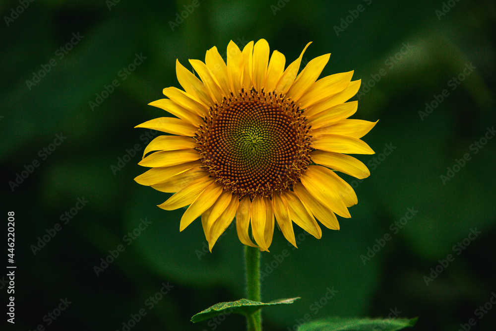 Beautiful field of blooming sunflowers against sunset golden light and blurry landscape background Beautiful field of blooming sunflowers against sunset golden light and blurry landscape background