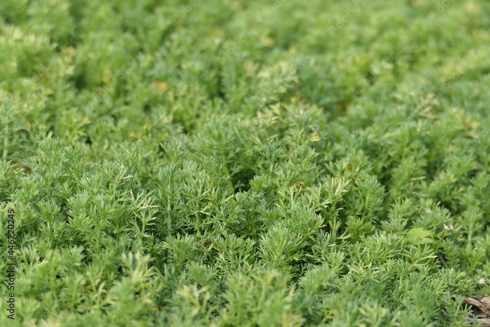 Close-up detail of a camomile lawn. Chamaemelum nobile Close-up detail of a camomile lawn. Chamaemelum nobile