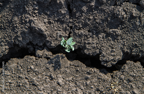 A small plant on the edge of a crack in the ground. Effects of drought.