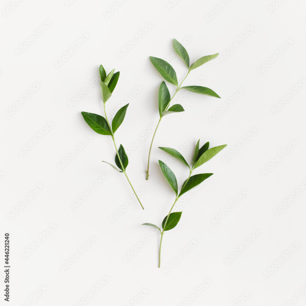 Fototapeta premium green leaves on white background