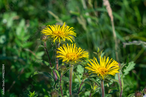 Flowers of Inula close up on a meadow