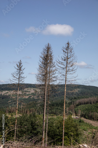 Damaged coniferous forest in summer with bark beetles