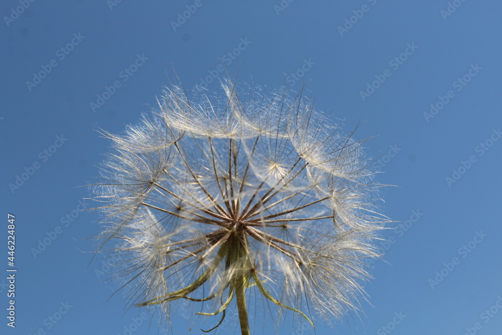 big white dandelion against the blue sky