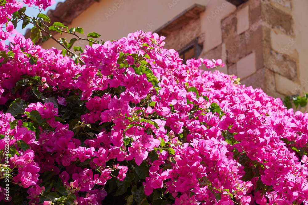 Bougainvillea Or Bougavillia Exotic Flowering Shrub In Vibrant Pink Shade Of Colour In Crete Greece Stock Photo Adobe Stock Bougainvillea Or Bougavillia Exotic Flowering Shrub In Vibrant Pink Shade Of Colour In Crete Greece Stock Photo Adobe Stock