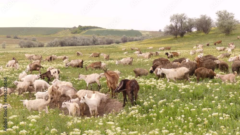 Domestic goats (Capra hircus) are common animals of the local population of the South of Ukraine. Local cheese is made from milk. Odessa region (Ukraine). Domestic goats (Capra hircus) are common animals of the local population of the South of Ukraine. Local cheese is made from milk. Odessa region (Ukraine).