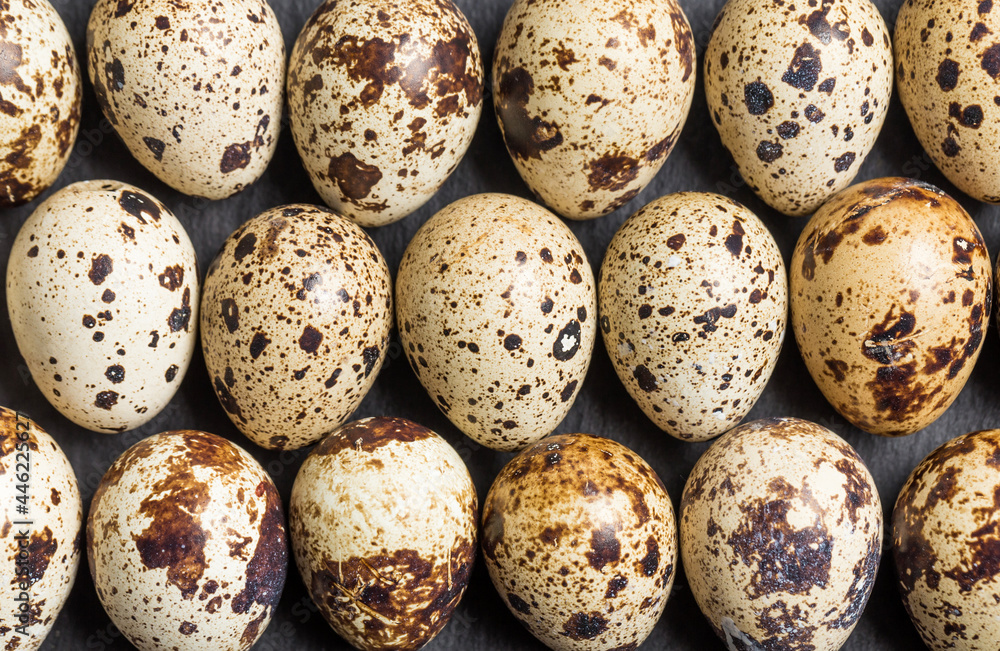 Obraz premium Small but nutritious quail eggs