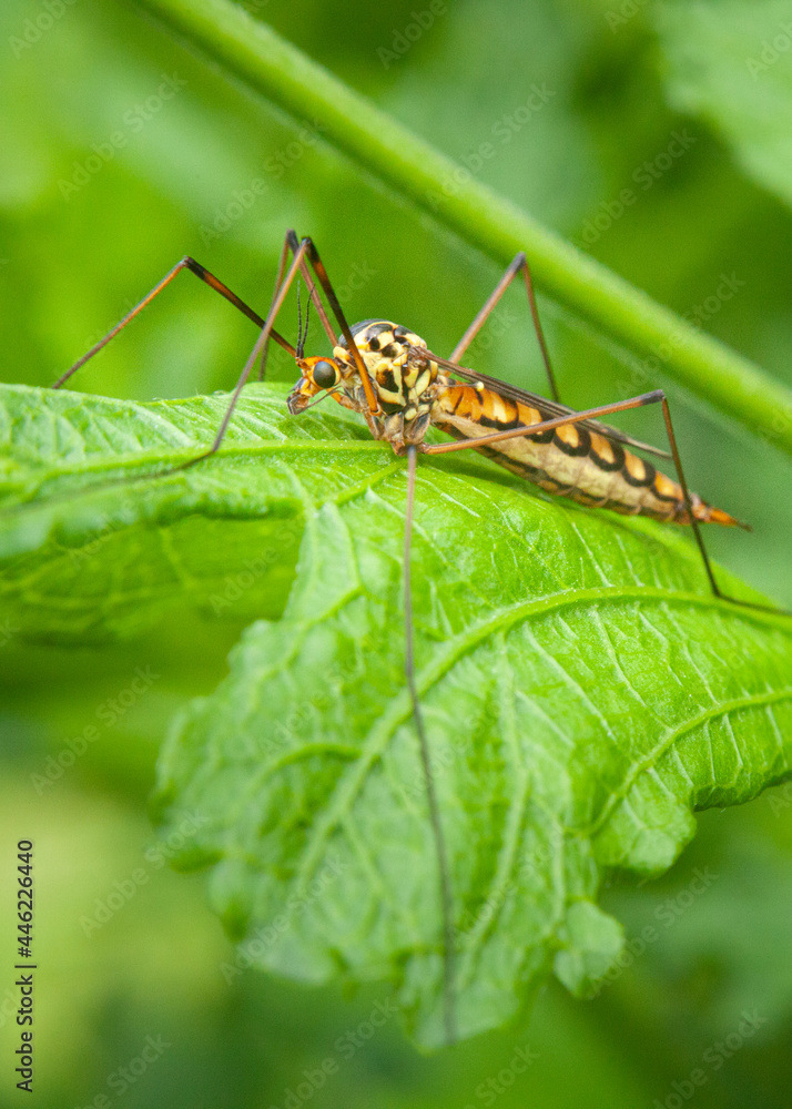 Nephrotoma Nephrotoma