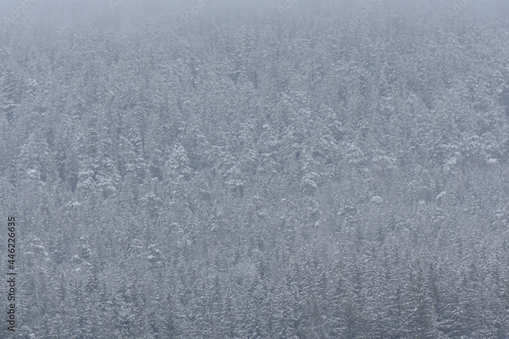 Fototapeta premium Snow storm in the forest