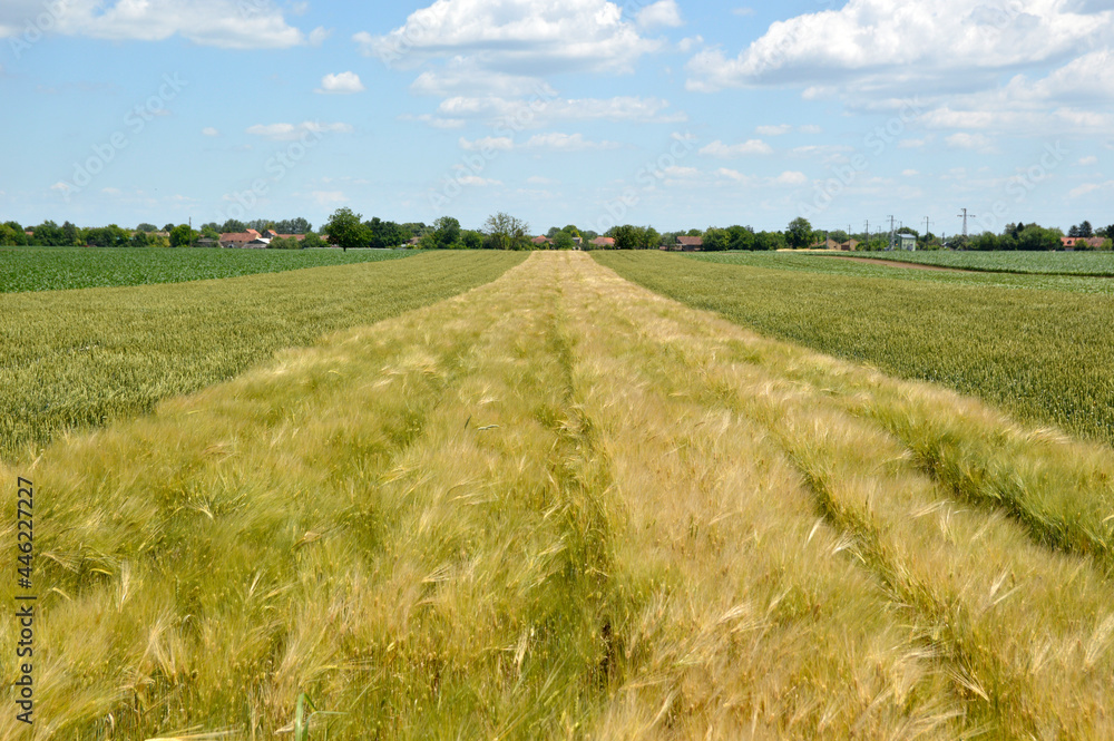 Obraz premium rural landscape in Vojvodina, with wheat and barley fields in bright spring day