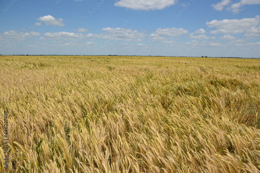 ripe barley field in bright spring day in Vojvodina