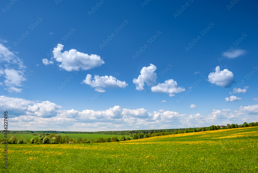 Summer, rural landscape. The field of yellow dandelions and on the back background a blue sky with white heap clouds