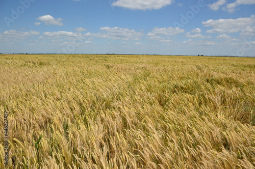 ripe barley field in bright spring day in Vojvodina