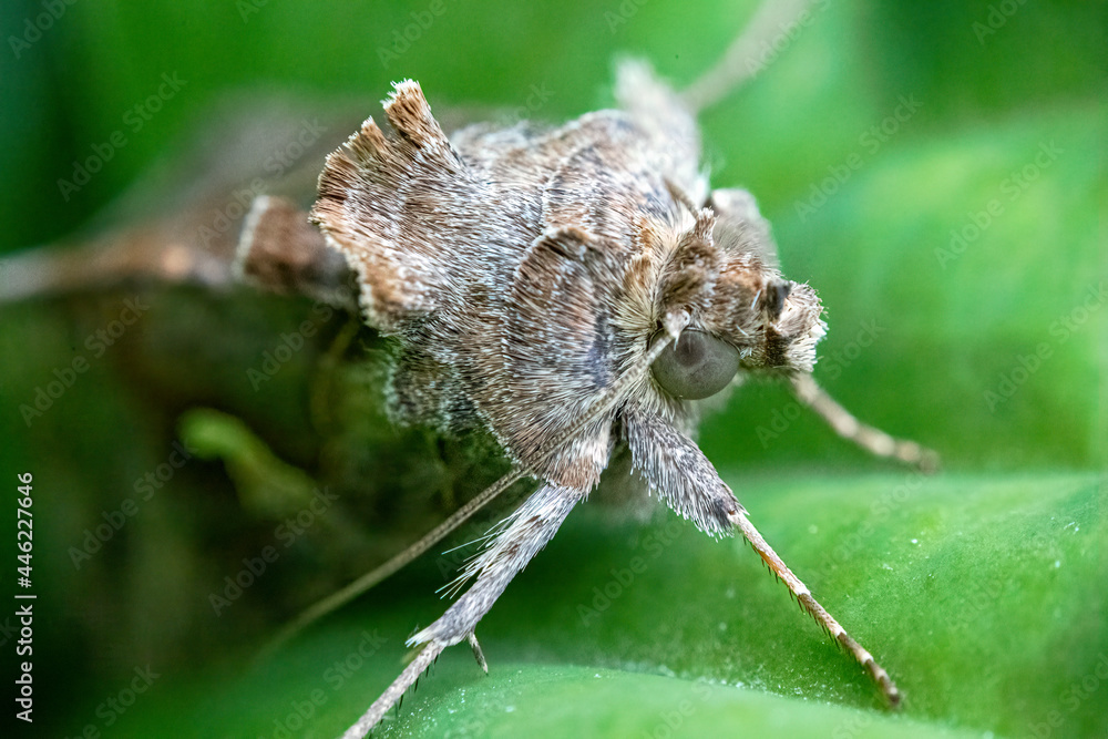 Autographa gamma Autographa gamma