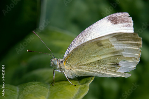 Εκτύπωση καμβά Pieris rapae
