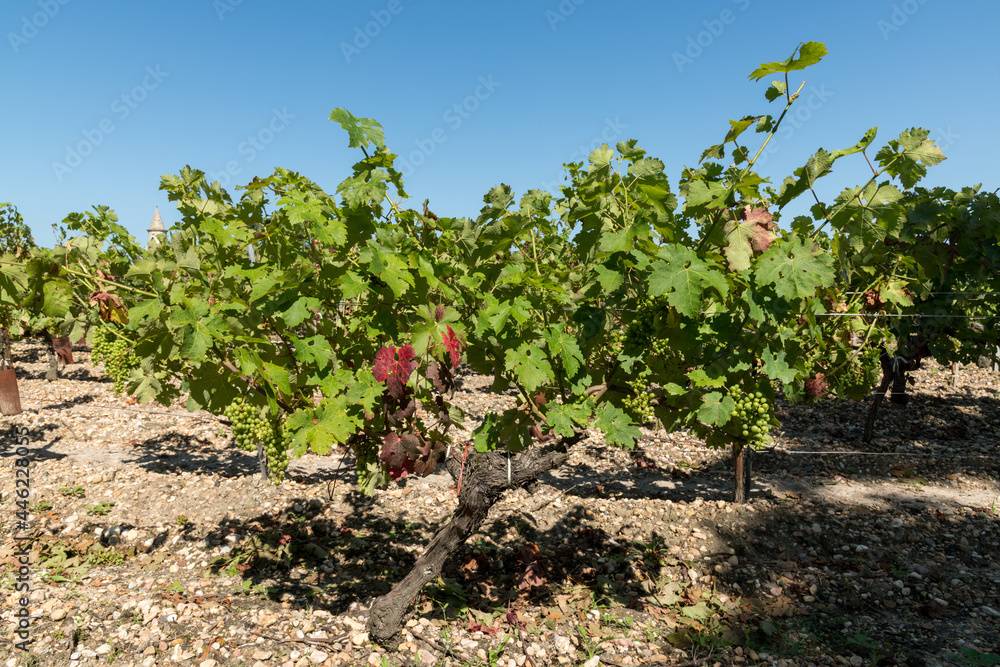 MEDOC (Gironde, France), raisin et vignes