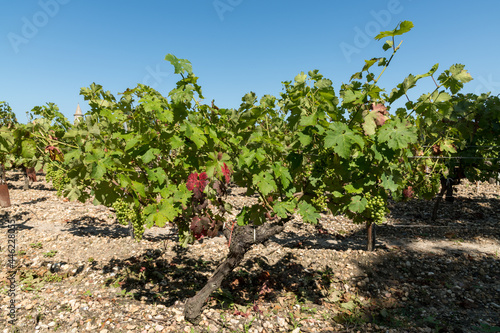 MEDOC (Gironde, France), raisin et vignes