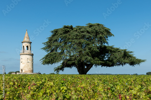 MEDOC (Gironde, France), ancienne tour dans les vignes photo