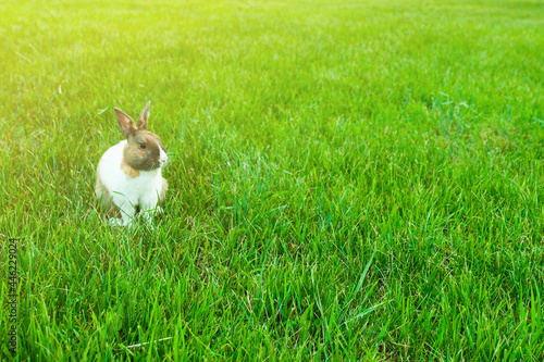 Fototapeta Naklejka Na Ścianę i Meble -  rabbit on green grass