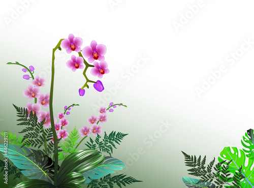 Bouquet of pink and white phalaenopsis orchids with leaves of tropical plants on a light gray background. Vector illustration for design of greeting cards, banners, other with place for an inscription © steadb