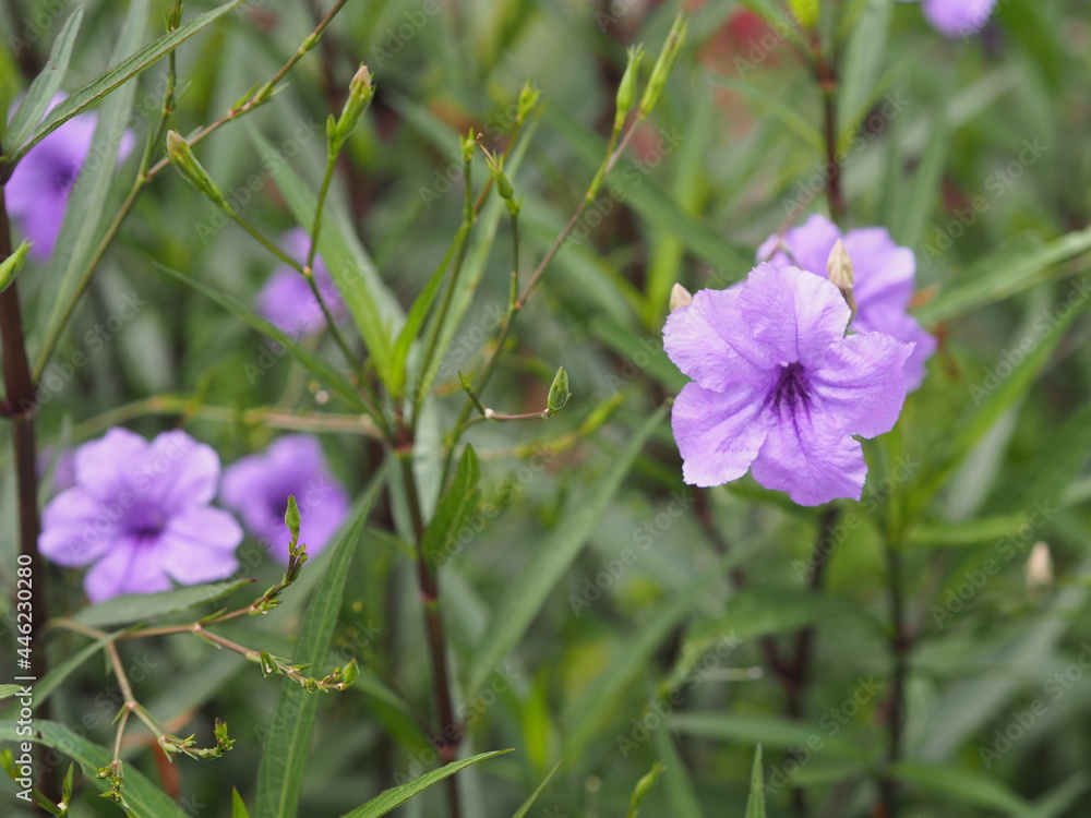 Obraz premium Waterkanon Watrakanu Minnieroot, Iron root, Feverroot Popping pod Cracker plant Trai-noToi ting ACANTHACEAE, Britton’s Wild, Mexican Bluebell, Petunia violet flower blooming garden nature background