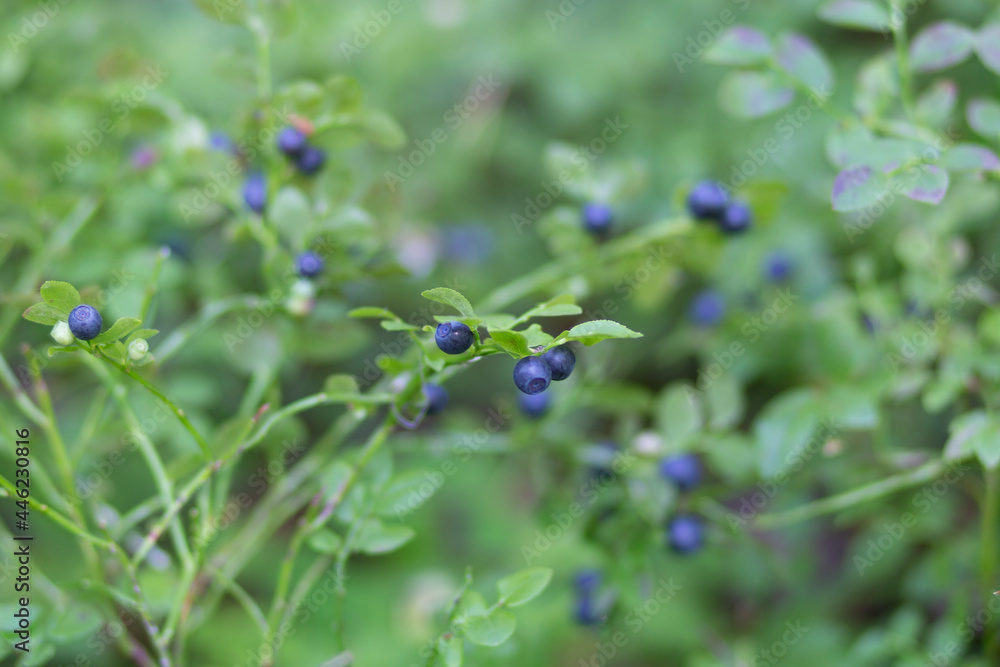 Blueberries in the summer forest. Berries in the forest. Blueberries in the summer forest. Berries in the forest.